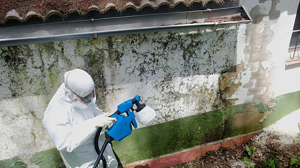 Trusted Mold Inspection service in Glen Arbor, MI - Cheap Mold Removal